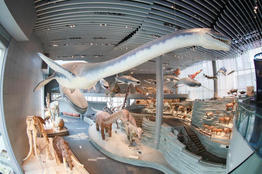 走進(jìn)上海自然博物館，跨越時(shí)空的奇妙之旅