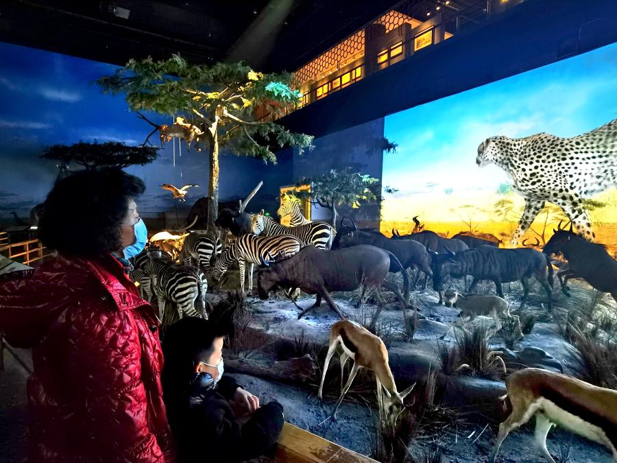 恐龍博物館設(shè)計(jì)